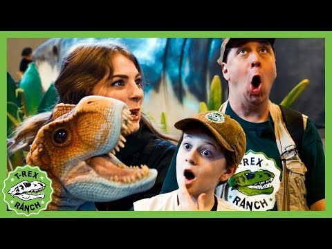 Can the Park Rangers find Baby T-Rex at the show? | 🦖🦕 T-Rex Ranch Dinosaur Videos