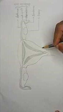 female reproduction system diagram