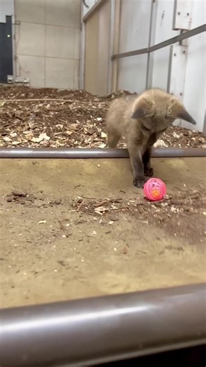New toy for Teddy the bat-eared fox kit! | Cincinnati Zoo & Botanical Garden