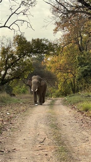 Rajaji National Park #wildlife
