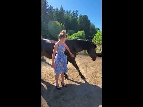 Welcome to Heart of Gold Sanctuary a Horse Rescue, with Dainty Rascal Dancing