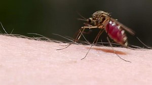 Invasive Crayfish Lead to More Mosquitoes—and Disease Risk