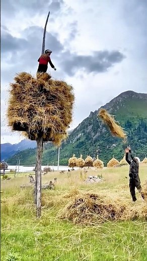 Stacking Hay High: A Traditional Method to Store Winter Feed