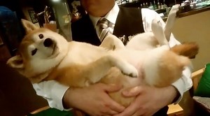 This dog is us after work ⁠— we just want to be held gently 🐶 TWITTER / @TAMANODAIFUKU | Yahoo Lifestyle Australia