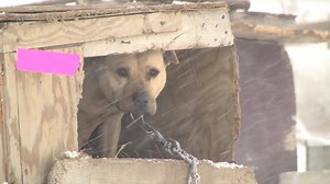 Countless animals are suffering alone in the brutal cold—facing grave danger. You can help us keep them safe. Make a lifesaving gift today. | ASPCA