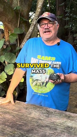 Why Giant Tortoises Are So Incredible