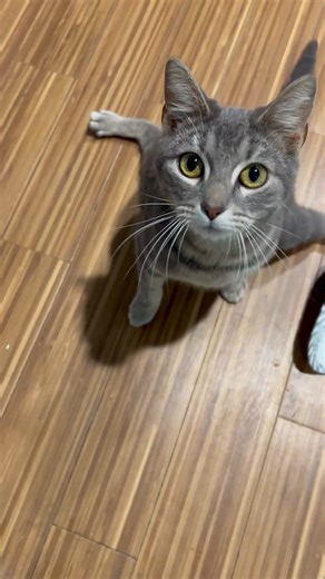 4.5K views · 87 reactions | HSSC CAT OF THE WEEK—MEET BULL FROG!...