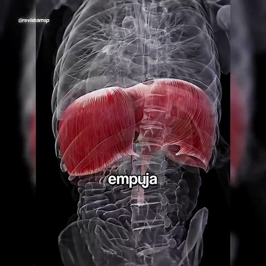 ¿Cómo funciona el diafragma en cada respiración?
