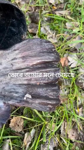 Close-Up Look at a Large Dark Fish's Scales