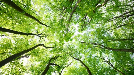 USDA Forest Service distributes $33 million to Michigan for Urban and Community Forestry Program projects