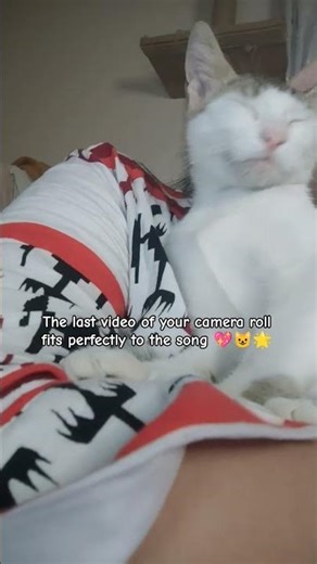 Cute kitten , warm cuddles #cat #kitten #winter #warmmoments #missyou #love #viral