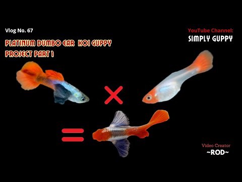 Guppy Breeding Update | Platinum Dumbo Ear Red Tail Koi Guppy Project Part 1 | Vlog 67