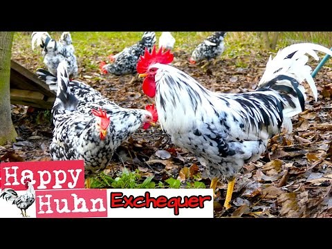 Amazing Exchequer Leghorn chickens - German language video about history, breeding and keeping