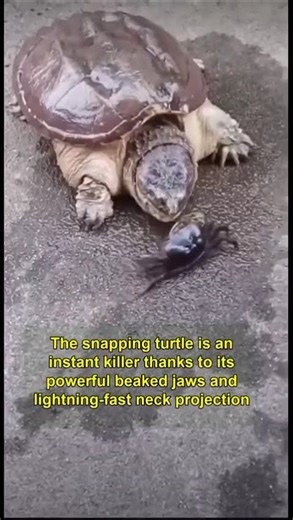 Nature’s Fastest Ambush?