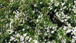 Spiraea cantoniensis with white flowers being moved by wind