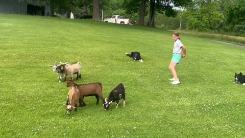 Goat Herding Trick