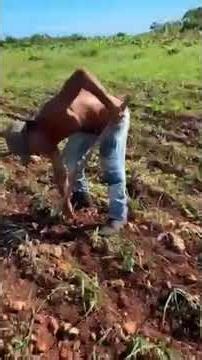 Organic farming in #cuba homemade tools #weeding #organicfarming #canadatocuba