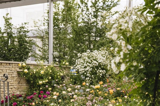 David Austin Roses kicks off this year's Chelsea Flower Show with its Beckham rose