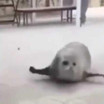 Dancing Seal