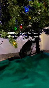 21 reactions | These adoptable pets tell us what giving means to them.... ❤Help us create #MagicalMoments this Holiday Season! ❄https://secure.qgiv.com/for/rzpw4j/OR Text "ARRI" to 50155 to donate! Please help us make our $50,000 CHALLENGE in full by December 31. Learn more about our adoptable friends! www.animalrescueri.org #ARRIAdoption #ARRILovesPets #BringBestFriendsTogether #SavingPets #HomefortheHolidays | Animal Rescue Rhode Island | Facebook