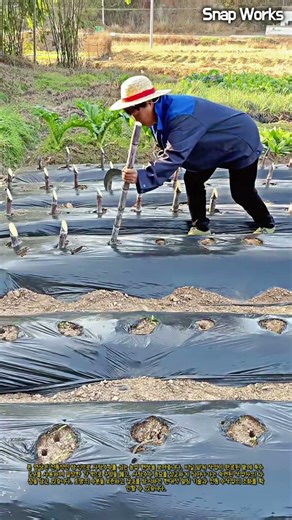 전통 사탕수수 심기 과정 #worker #process #sugarcane #farming #agriculture