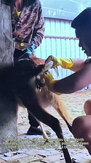 Human-Assisted Dystocia Delivery For Farmed Sika Deer 🦌