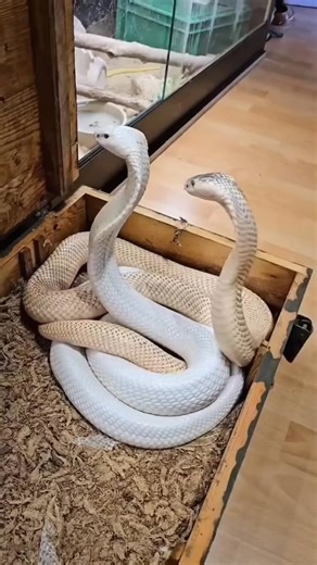 17K views · 111 reactions | Colourful Cobra Snake #facts #reele #tesla | Universe Adventure | Facebook