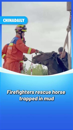 When a horse became deeply mired in mud, it was unable to extricate itself and after several hours, it was already exhibiting signs of hypothermia. #Firefighters were called in to help, soothing the animal as they worked it out of the mud inch by inch. Several hours later, the horse was free! #China #EverydayHero #animal #news | China Daily