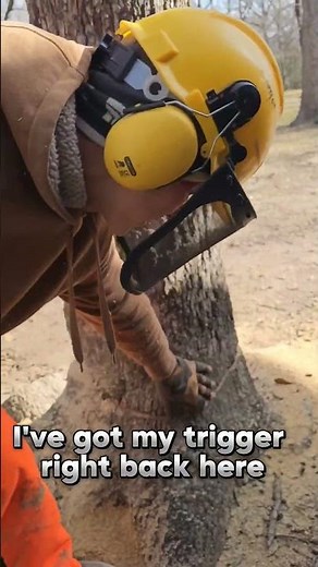 How to Plunge Cut a Leaning Tree #trees #chainsaw #arborist