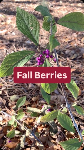 Here’s some waterwise plants that thrive in Utah and have fall berries that we love! Check out or free online plant database to discover many more fall fruit bearing plants for your yard. Pro tip: fall berry plants support wildlife in fall and winter! 👍🏼🐦‍⬛ | Conservation Garden Park