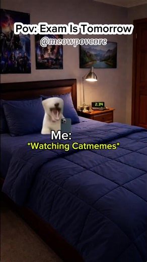 Funny Moments of Cat Relationships on Exam Day