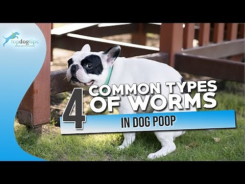4 Common Types of Worms in Dog Poop