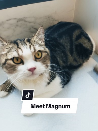 The not-so-shy Magnum didn't quite understand the assignment. 🫣🫣 #catgrooming #housecallgroomer #housecallcatgrooming