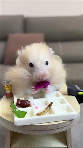 Day 108: Unleashing the Mouse Mouse Food Show - Immersive 9-Square Grid Adventure