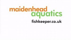 Snowflake Moray Eel are charismatic creatures that make an incredible but dedicated addition to specific marine systems. Speak to someone who owns a Moray, and they will tell you that the extra effort needed to keep them happily pays off. | Maidenhead Aquatics