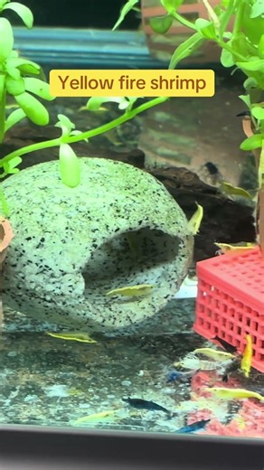 Yellow fire shrimp now available (26/3/26)