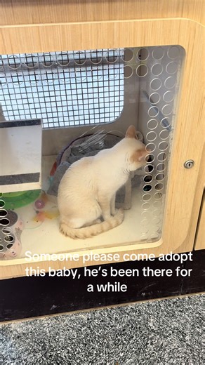 Adopt a Loving Cat in Bedford, Texas Today