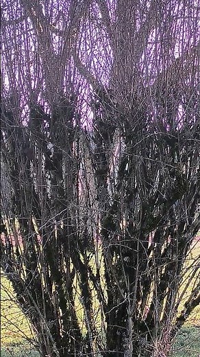 [Minijeu] Trouvez le nom latin de l'oiseau caché dans cet arbuste ! #oiseaux