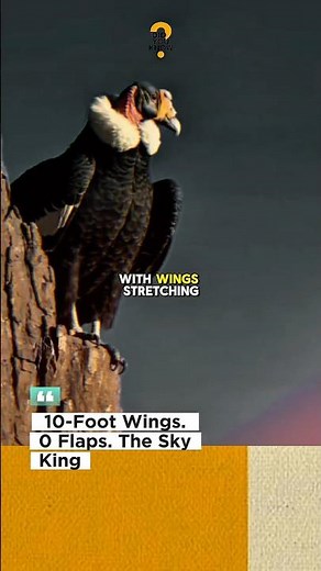 The Sky King: The Andean Condor — The Largest Flying Bird on Earth #animalfacts