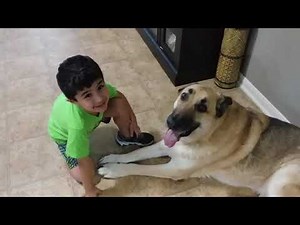 German Shepherd Dog Giving Kisses - Part 2