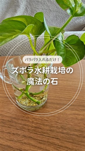 まるこ／植物に癒される暮らし | こんにちは、まるこです🪴 水耕栽培の水替え、 正直めんどくさくないですか？💦 忙しくて気づいたら 水がドロドロ…😫 根腐れしそうで焦ったこと、 私だけじゃないはず。 そんな時に助けてくれたのが 【ゼオライト】✨ パラパラ入れるだけで 水が汚れにくくなって... | Instagram