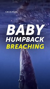 1.6M views · 87K reactions | This baby humpback whale surprised and...