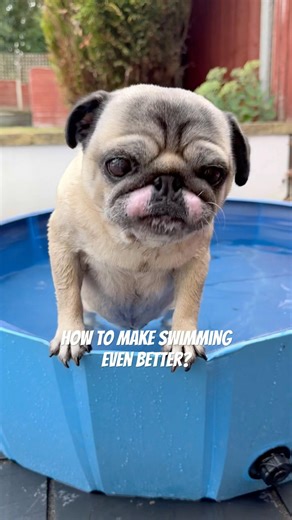 Pug Swimming… 🤣 #cutedog #puglife