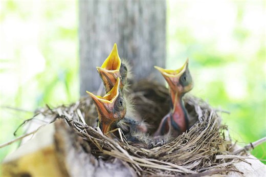 Squirrel Nest vs. Bird Nest — How to Tell the Difference