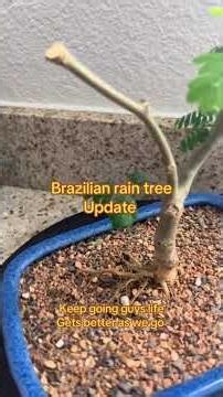 Brazilian rain tree 🌳 trim #bonsai #bonsailifestyle #wisdom #youtube