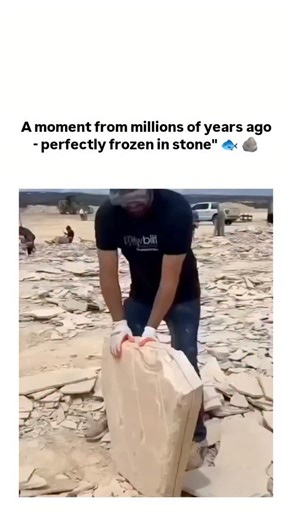 Thetrandlab48 on Instagram: "This viral video of splitting a limestone slab to reveal a Knightia fish fossil from Wyoming’s Green River Formation, dated to about 50 million years ago during the Eocene epoch. - The narration accurately depicts permineralization, where sediments buried the fish in an anoxic prehistoric lake, allowing minerals to replace tissues while preserving fine details like scales and fins. - These fossils, studied in works like Lance Grande’s 1980 research, offer rare snapsh