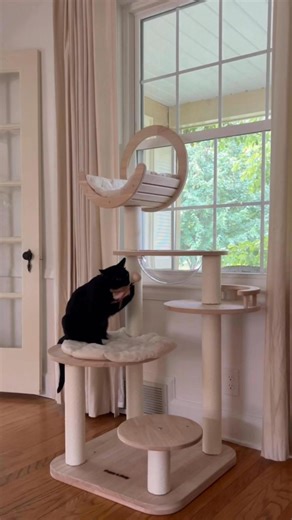 New day, new setup. 🧩 Climb it one way. Flip it. Rearrange it. Every change becomes a brand-new playground for curious paws. 🐾 | Happy & Polly