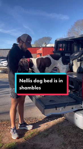 Dealing with Dog Bed Dramas: A True Story of Bean's Mischievous Ways