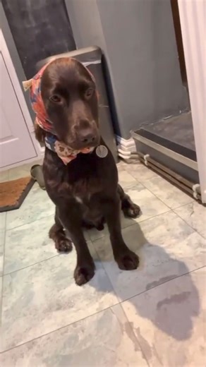 206K views · 864 reactions | Raw food is the best diet for a dog hands down! Order a sample of our food here: https://southenddogtraining.co.uk/shop/raw-dog-food/sample-of-raw-dog-food/ | Southend Dog Training | Facebook