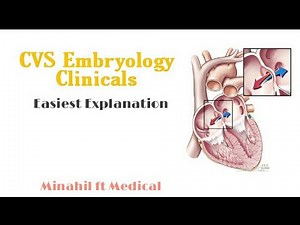 Important CVS Embryology Clinicals | Part 2